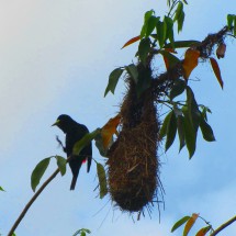 Bird with its nest